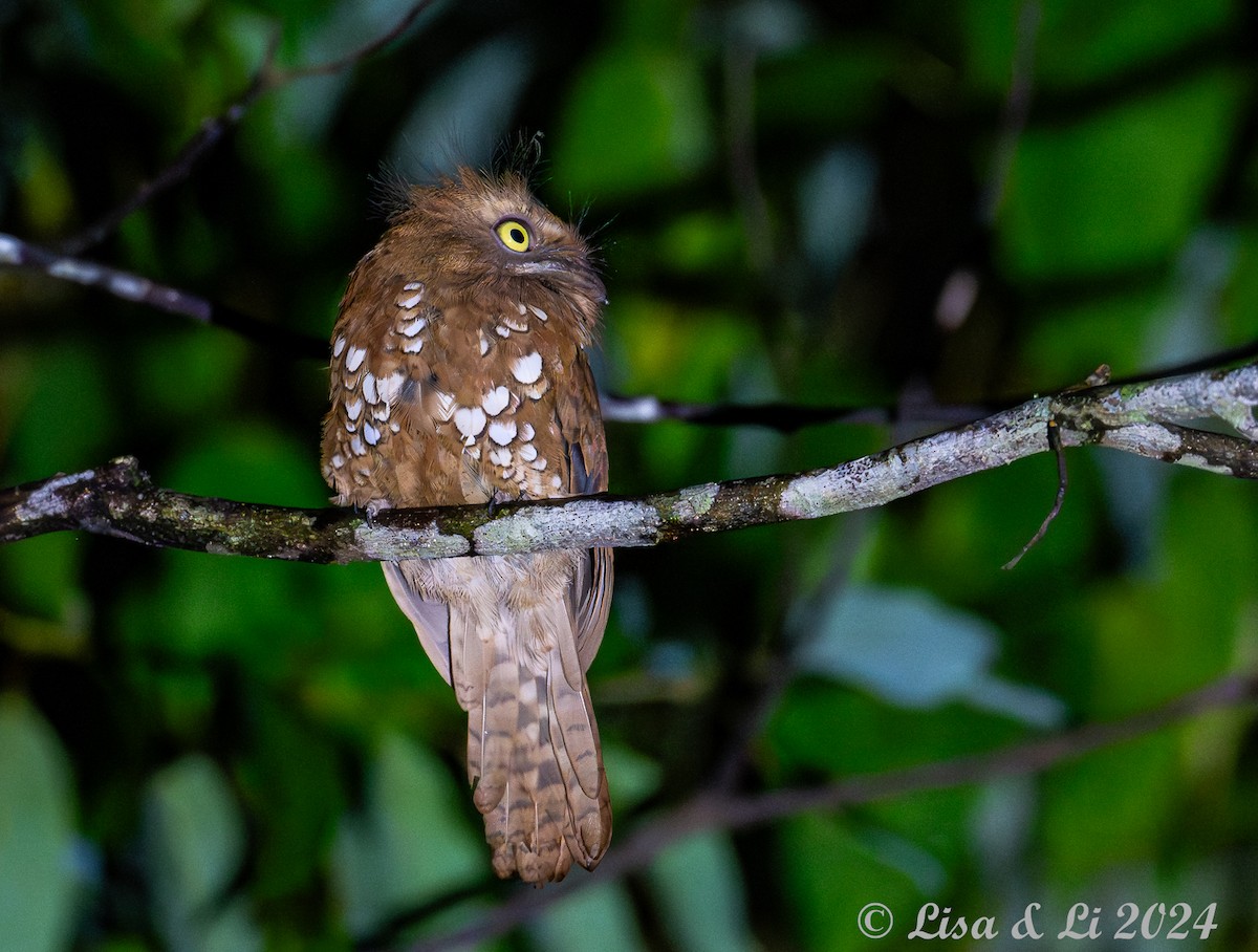 Bornean Frogmouth - ML620440451