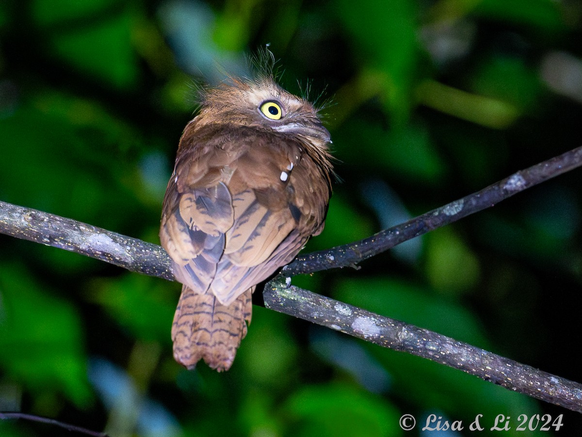 Bornean Frogmouth - Lisa & Li Li