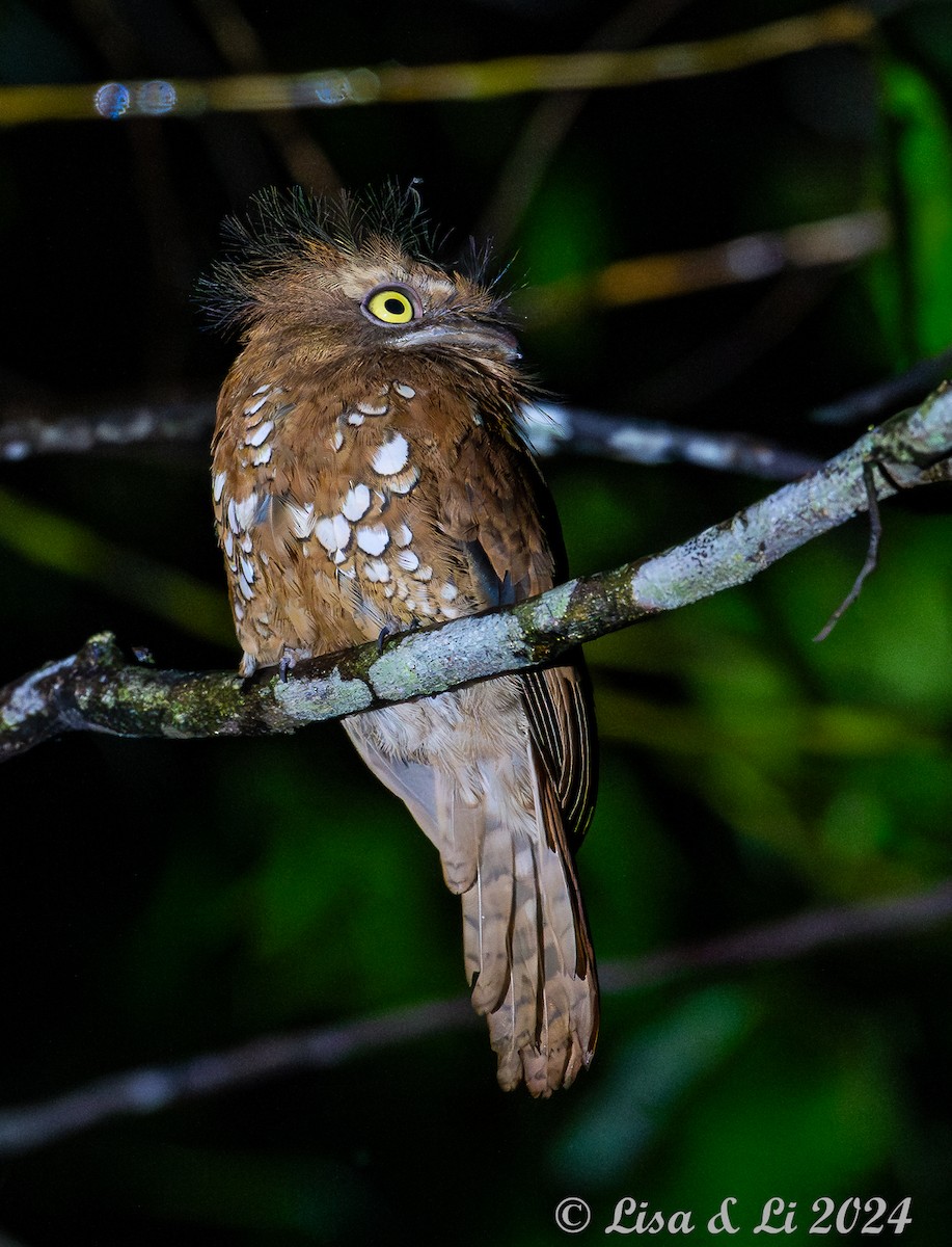 Bornean Frogmouth - ML620440453