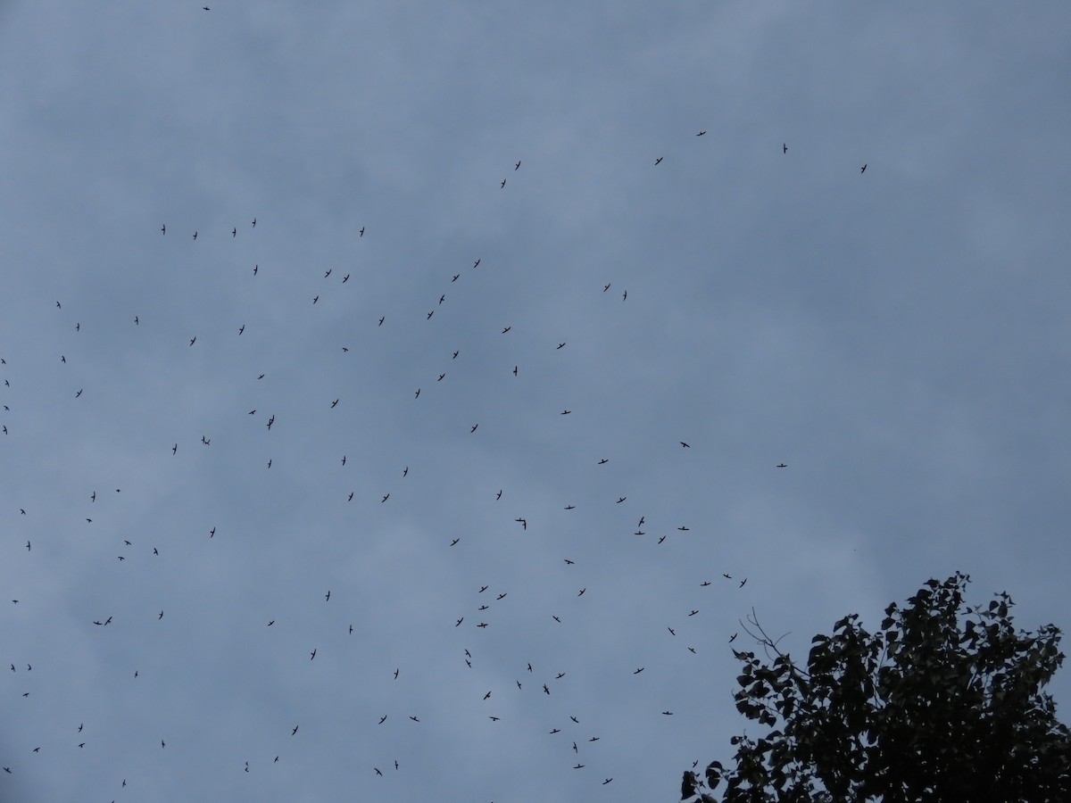 White-collared Swift - Jeff  Witters