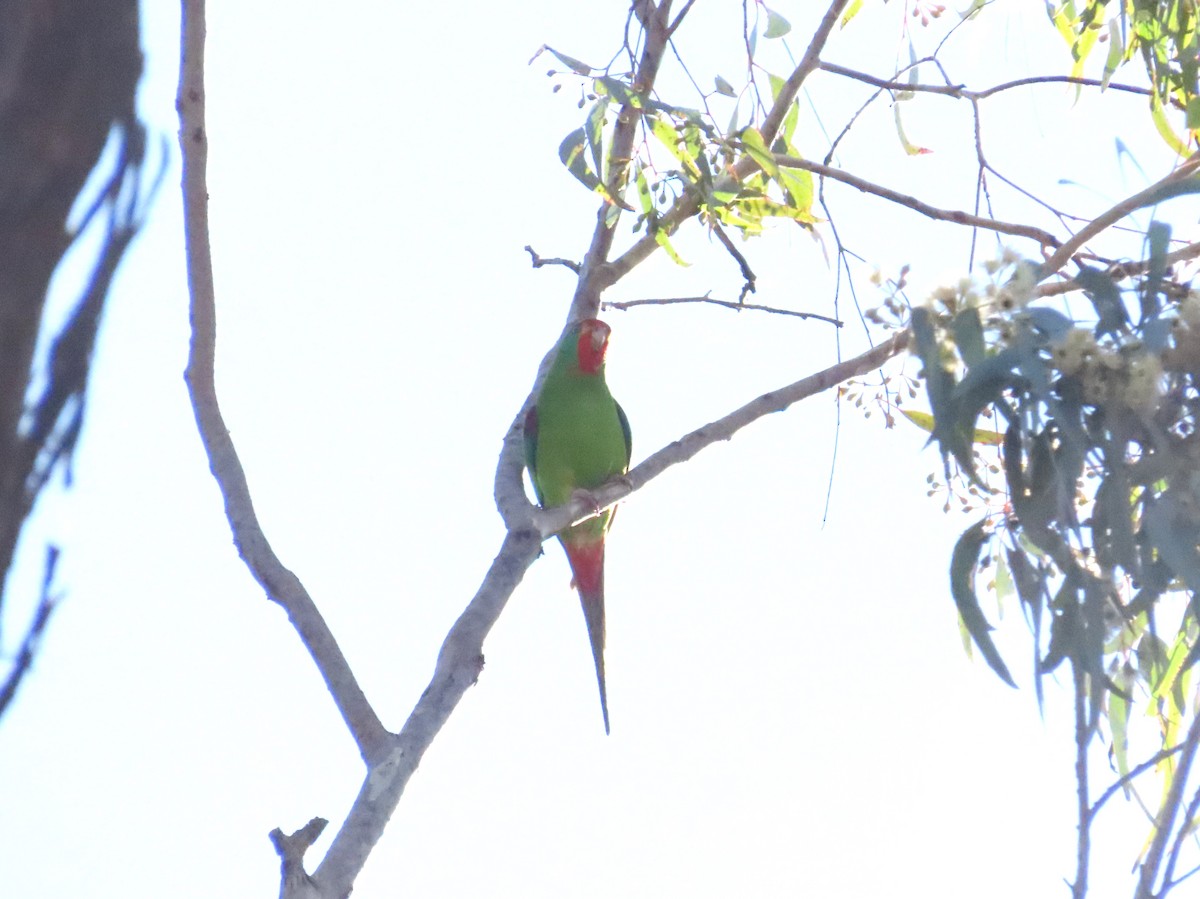 Swift Parrot - ML620440462