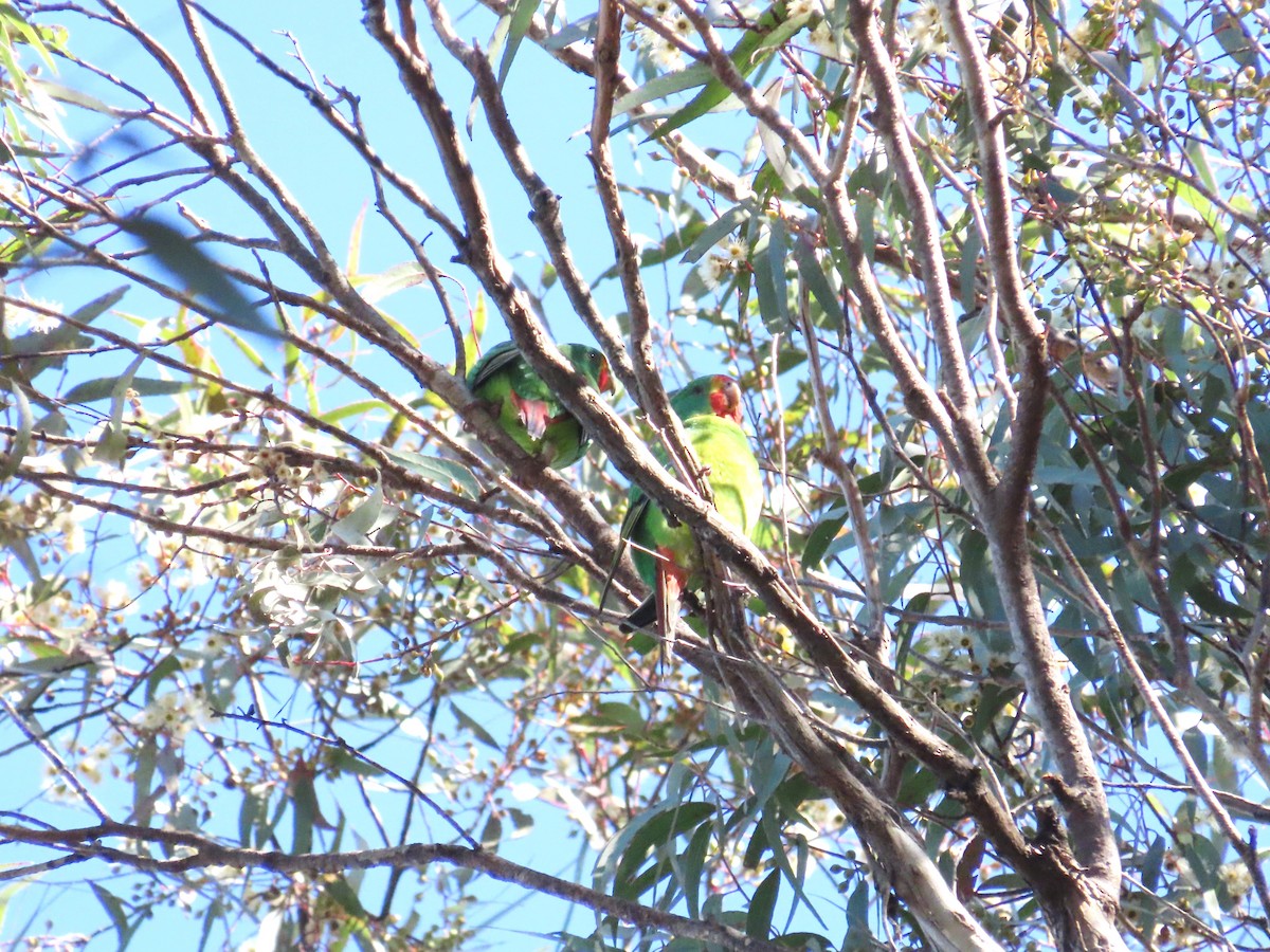 Swift Parrot - ML620440463