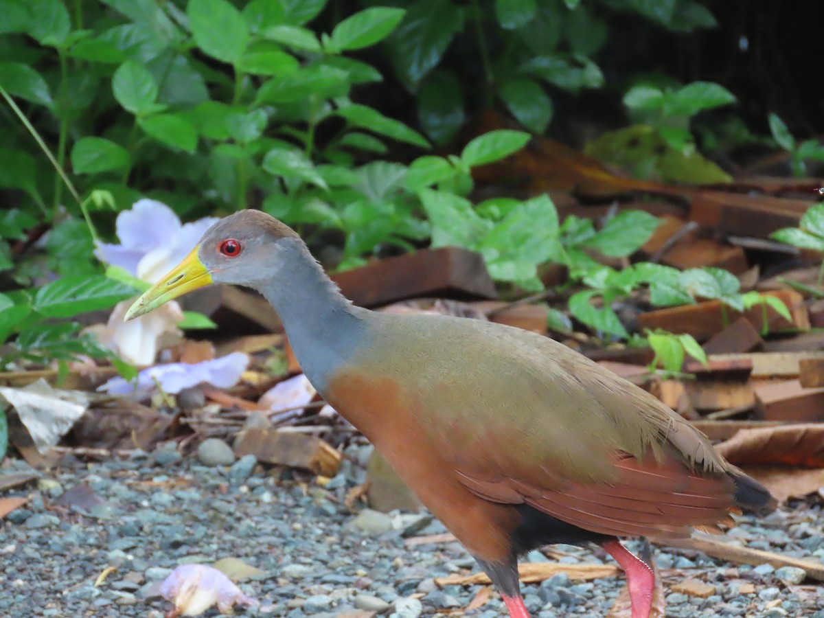 Gray-cowled Wood-Rail - ML620440464