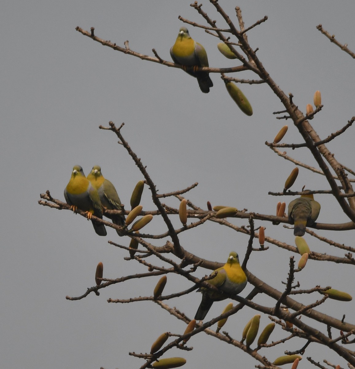 Yellow-footed Green-Pigeon - ML620440467