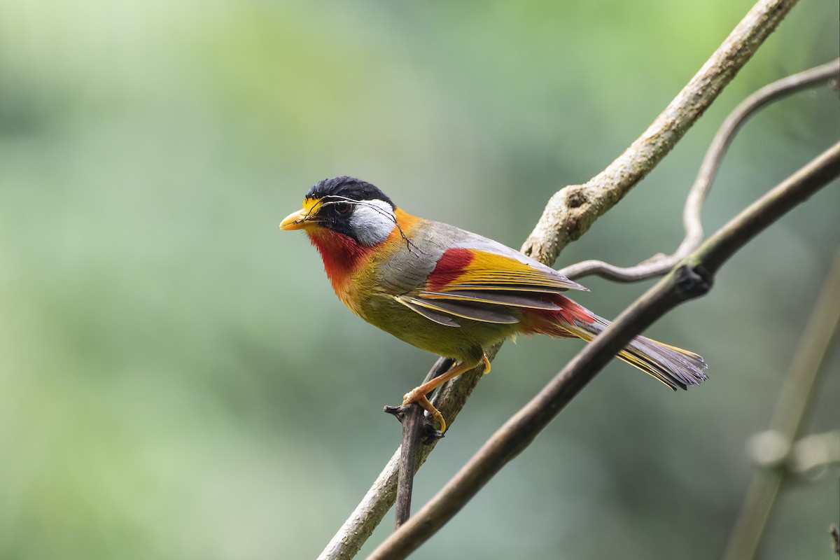 Silver-eared Mesia - Matthieu Chotard