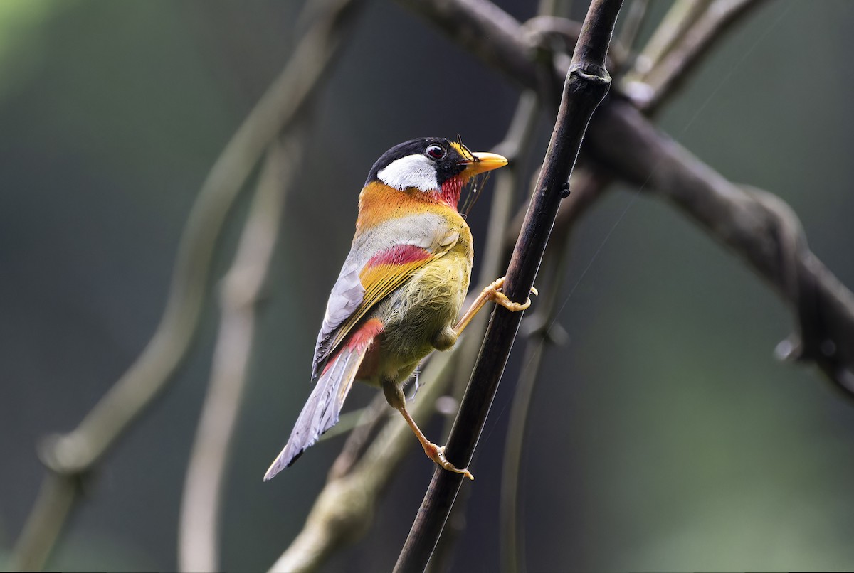 Silver-eared Mesia - ML620440471