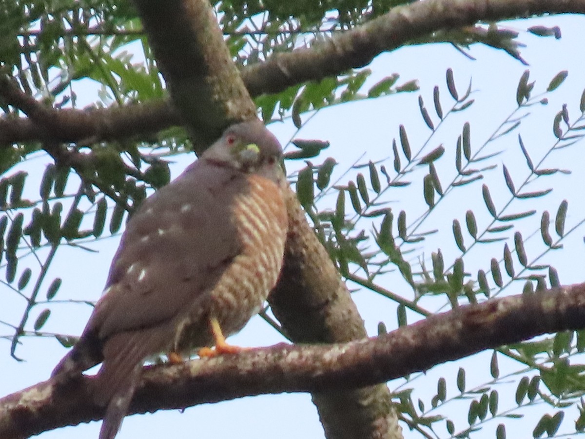 Double-toothed Kite - ML620440476