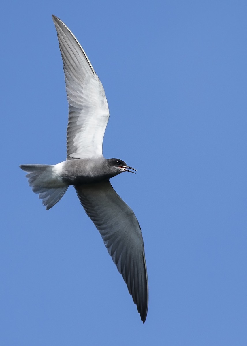 Black Tern (Eurasian) - ML620440480