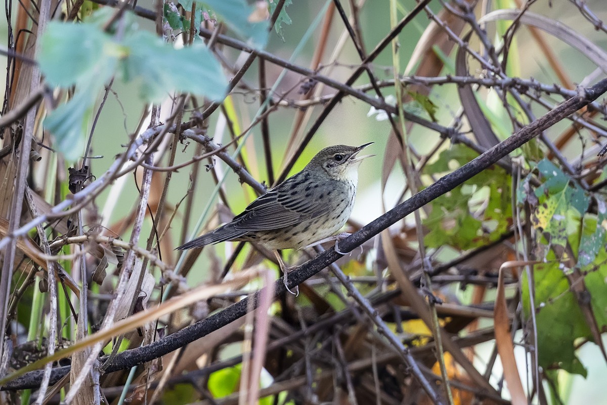 Buscarla Lanceolada - ML620440481