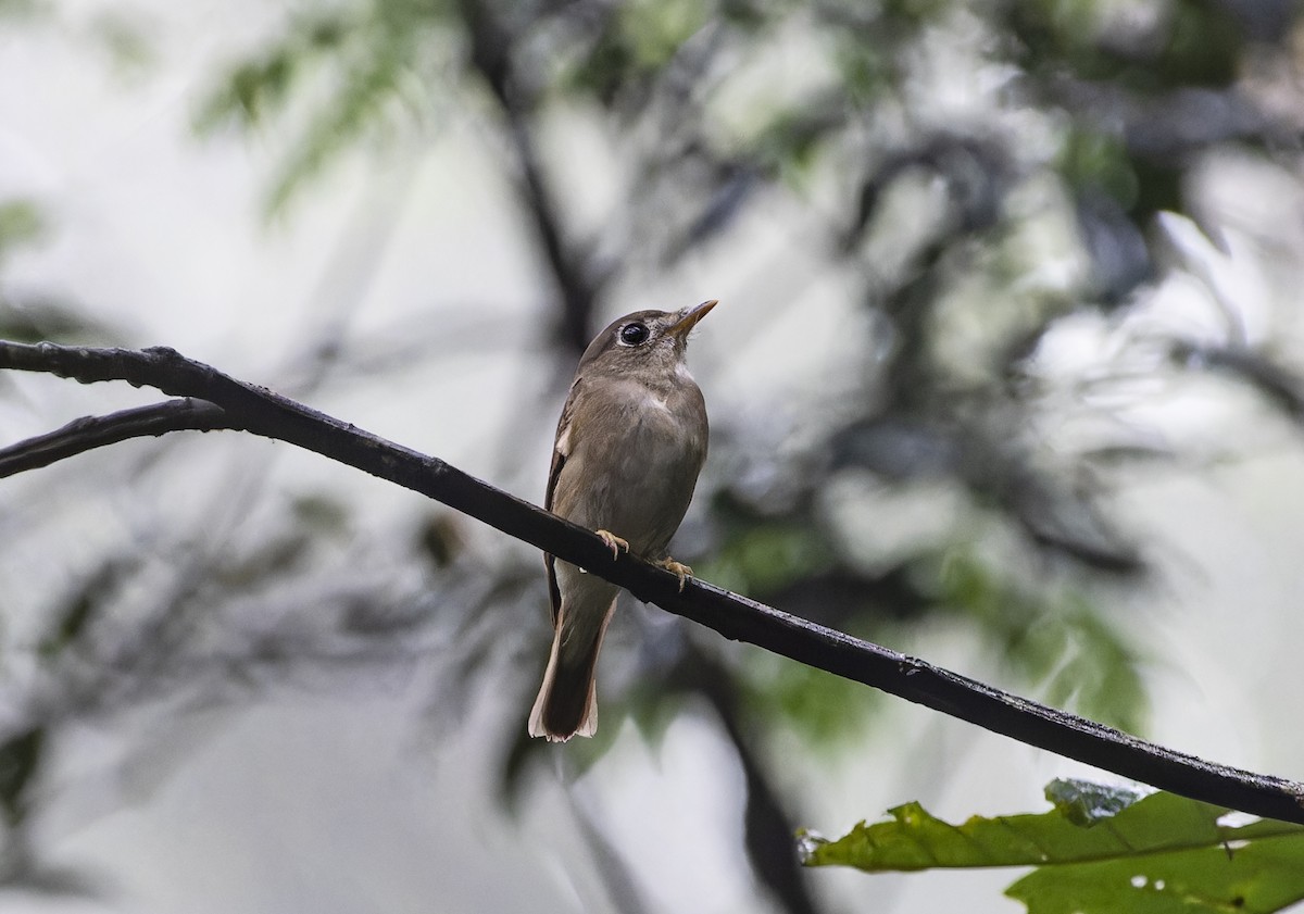 Brown-breasted Flycatcher - ML620440486