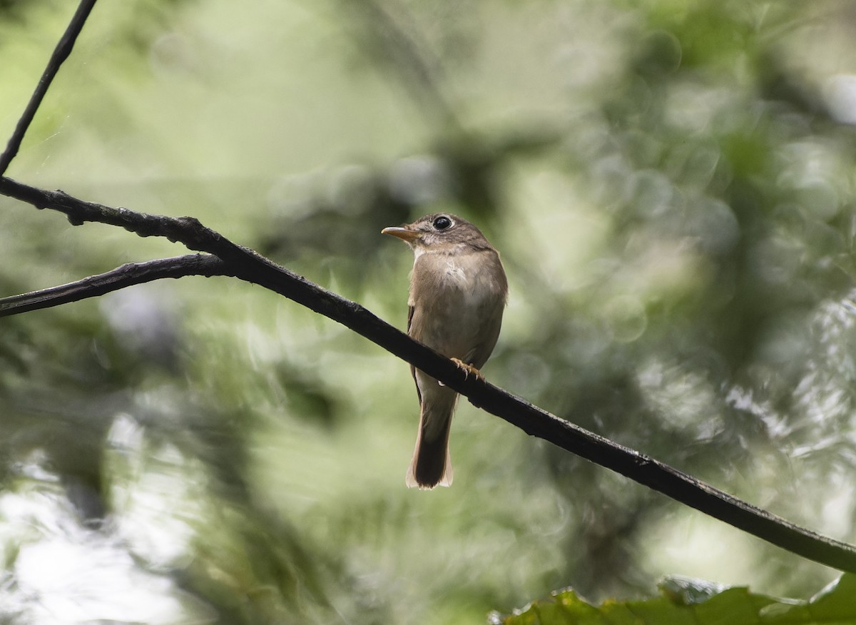 Brown-breasted Flycatcher - ML620440487