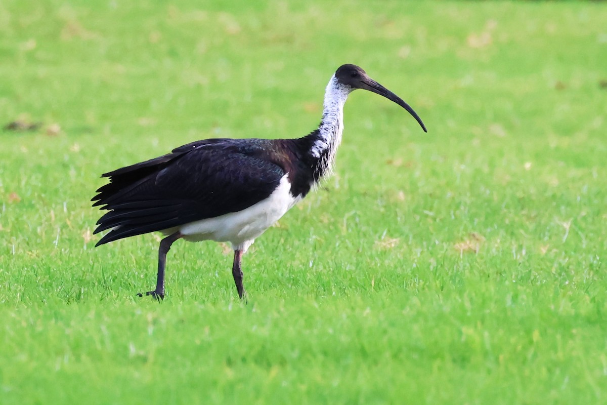 ibis slámokrký - ML620440489