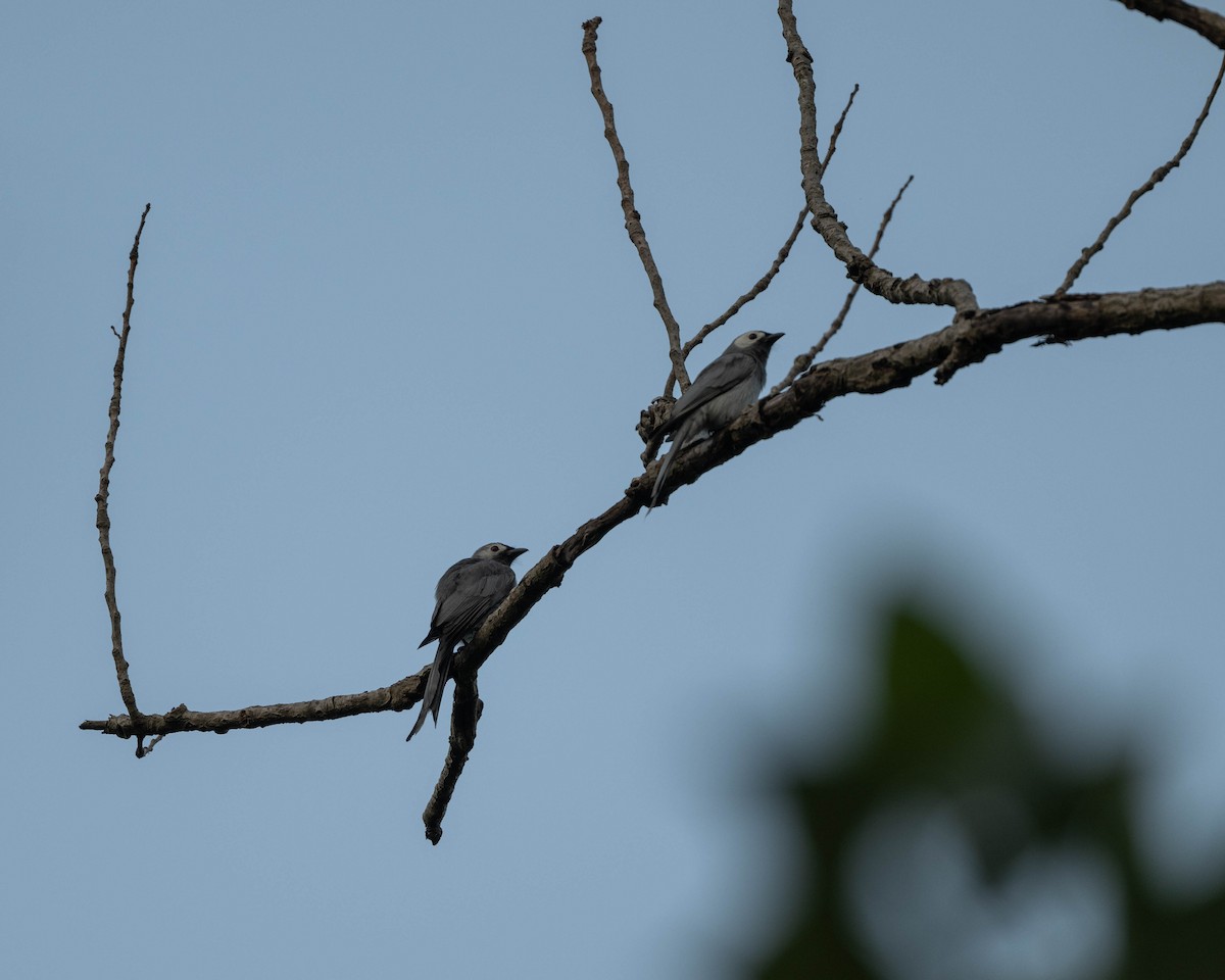 Ashy Drongo - ML620440490