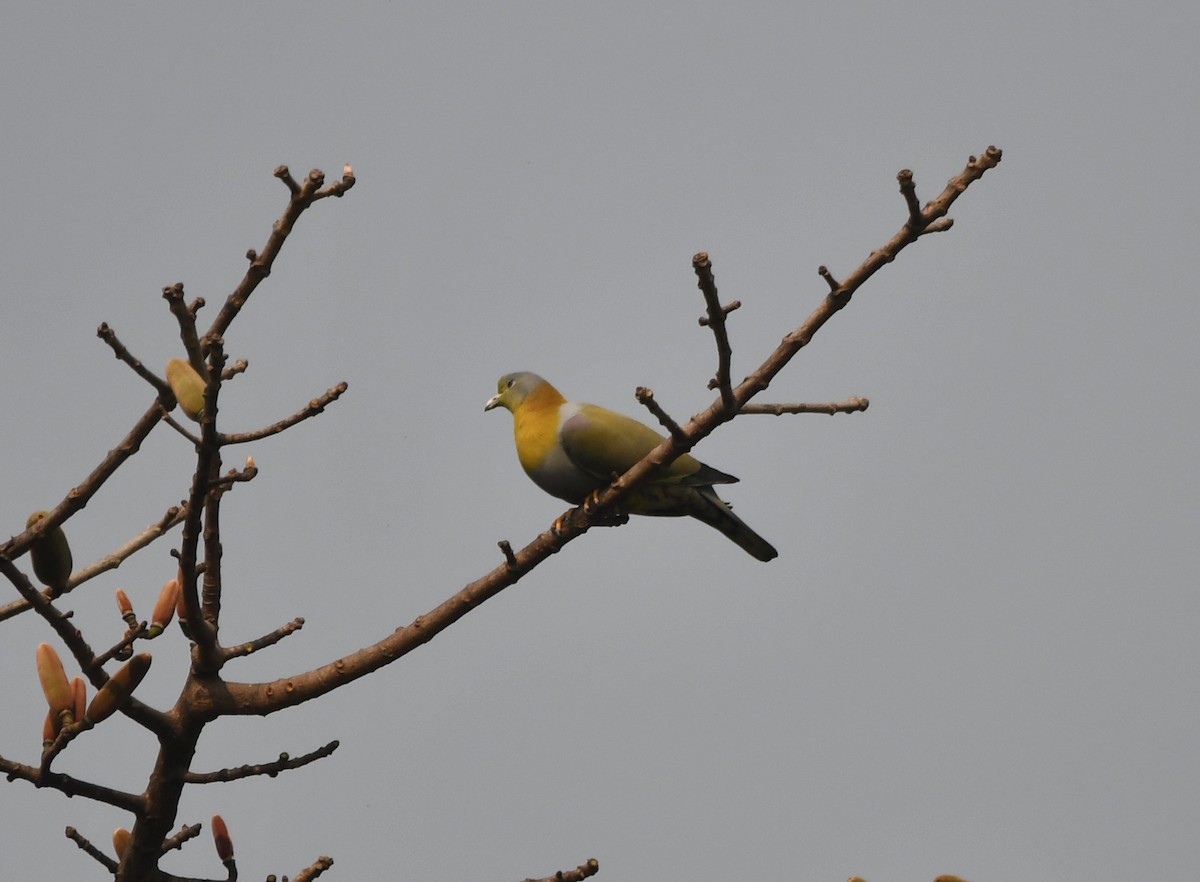 Yellow-footed Green-Pigeon - ML620440491