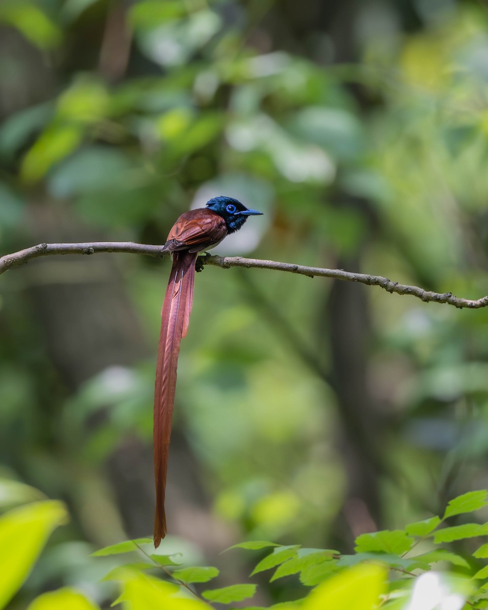 Amur Paradise-Flycatcher - ML620440492