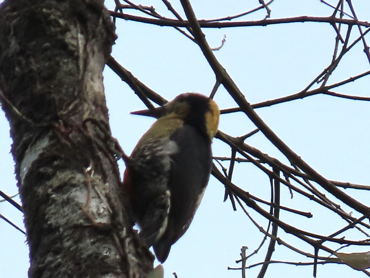 Golden-naped Woodpecker - ML620440498