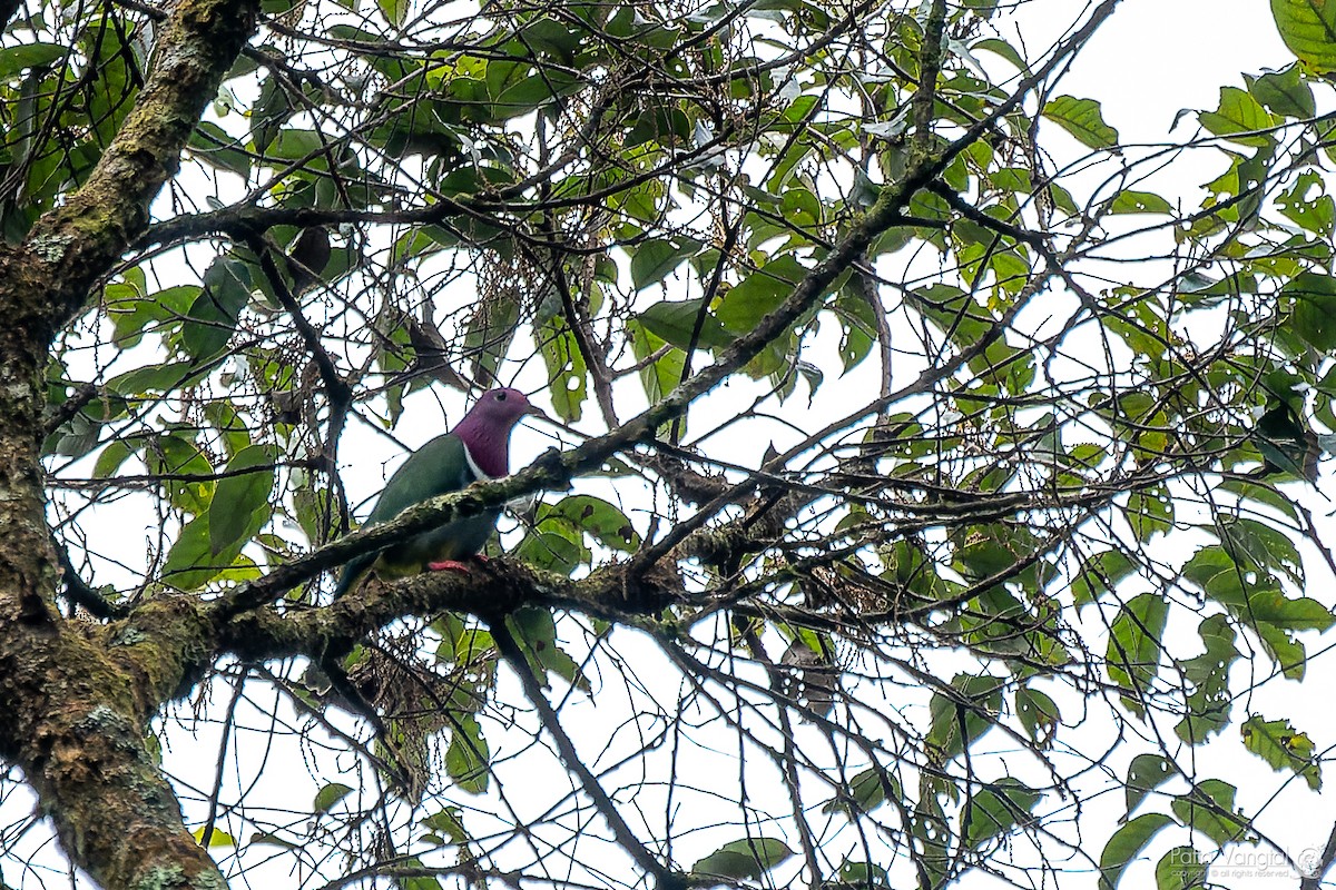 Pink-headed Fruit-Dove - ML620440499