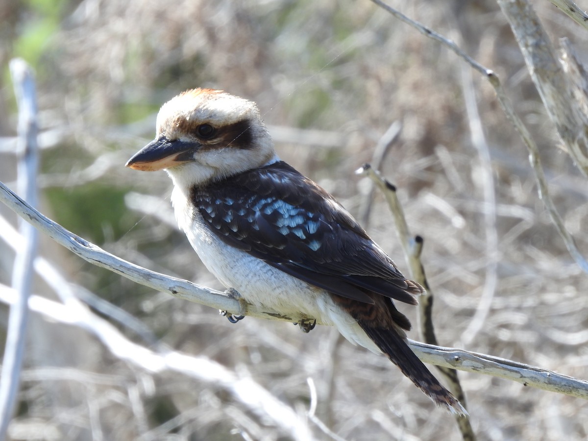 Laughing Kookaburra - ML620440501