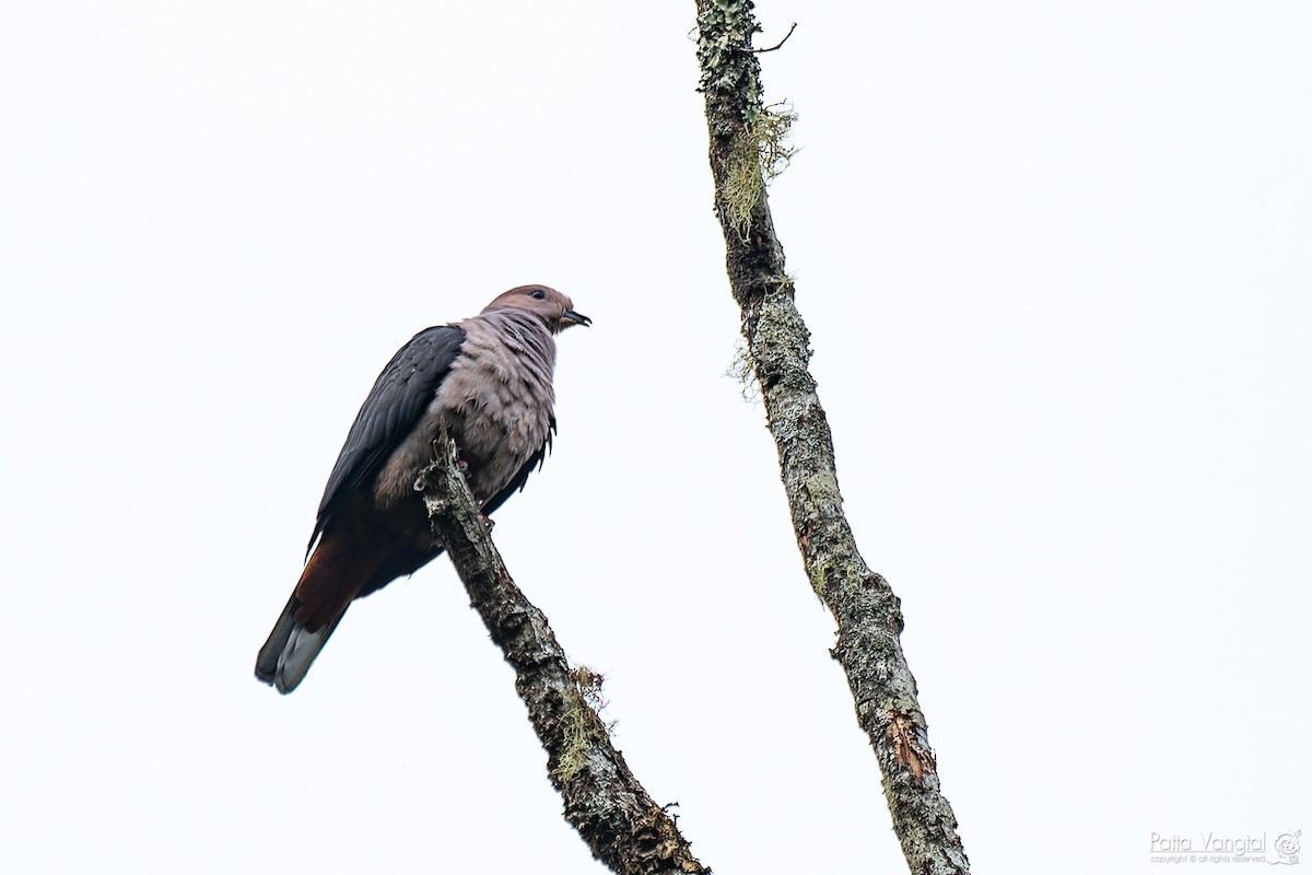 Dark-backed Imperial-Pigeon - ML620440502