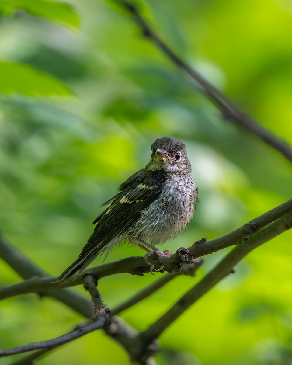 Yellow-rumped Flycatcher - ML620440505