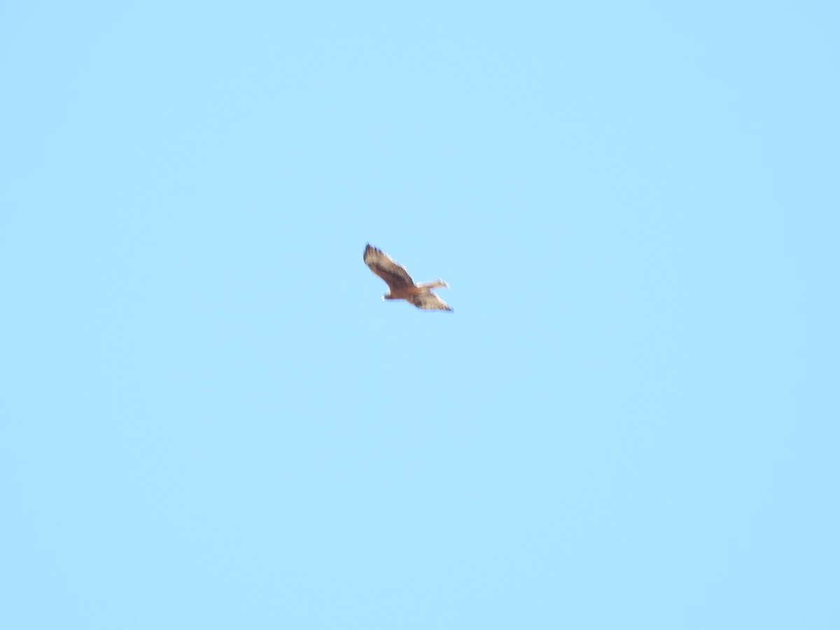 Swamp Harrier - ML620440510