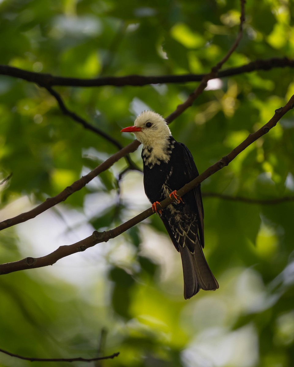 Bulbul Negro - ML620440511