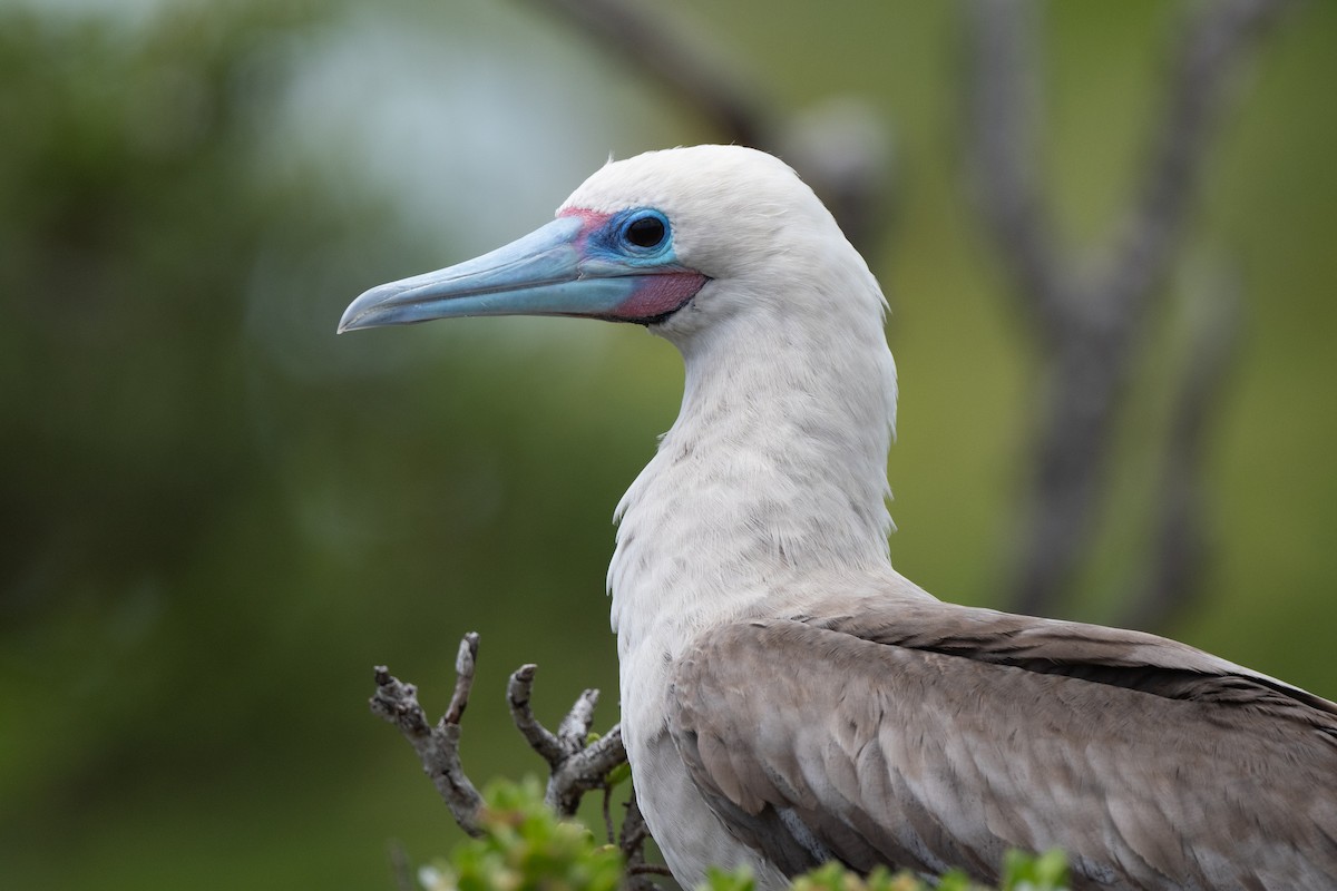 Red-footed Booby - ML620440512