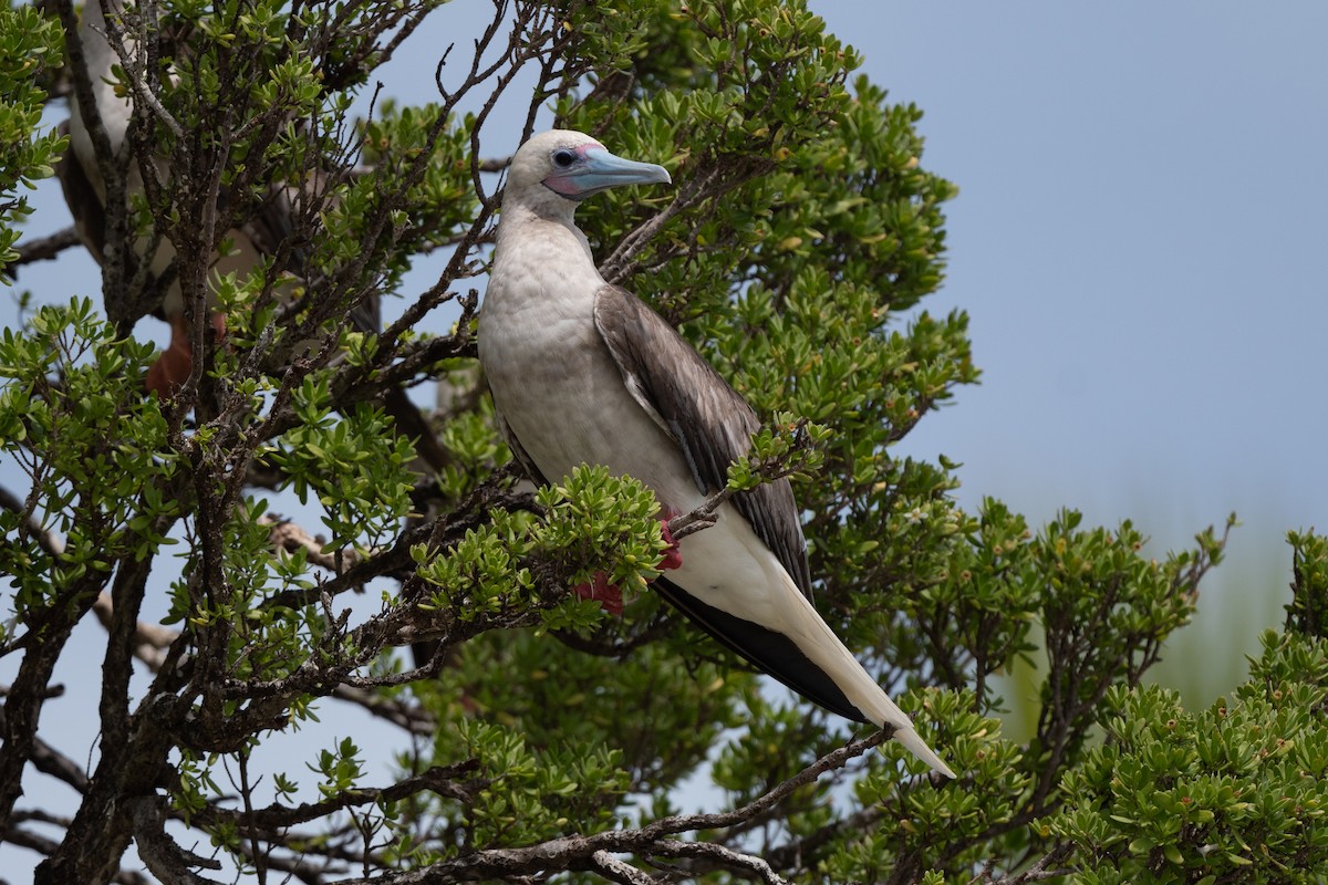 Piquero Patirrojo - ML620440513