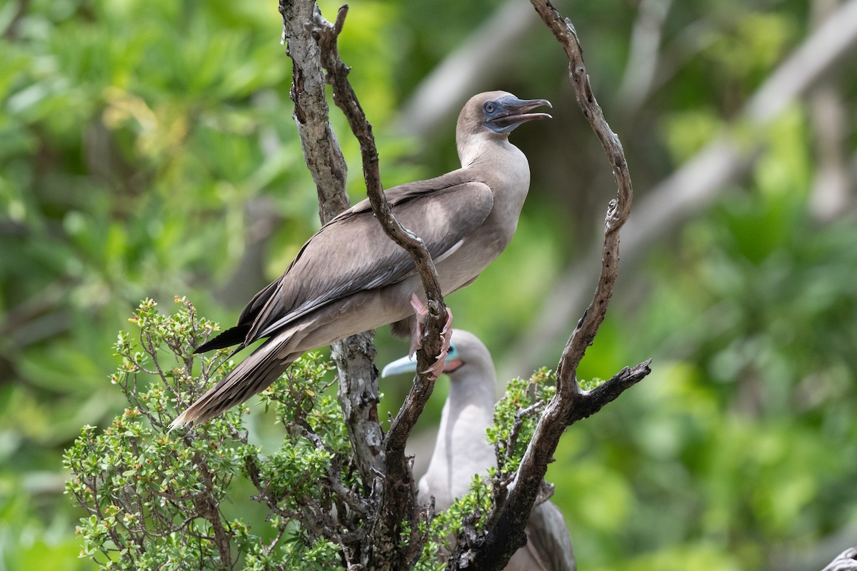 Red-footed Booby - ML620440514