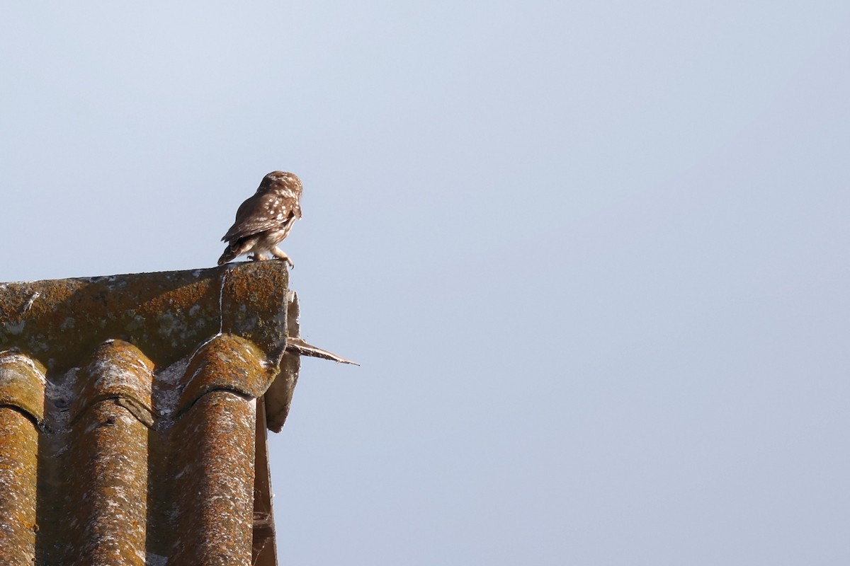 Little Owl - ML620440515