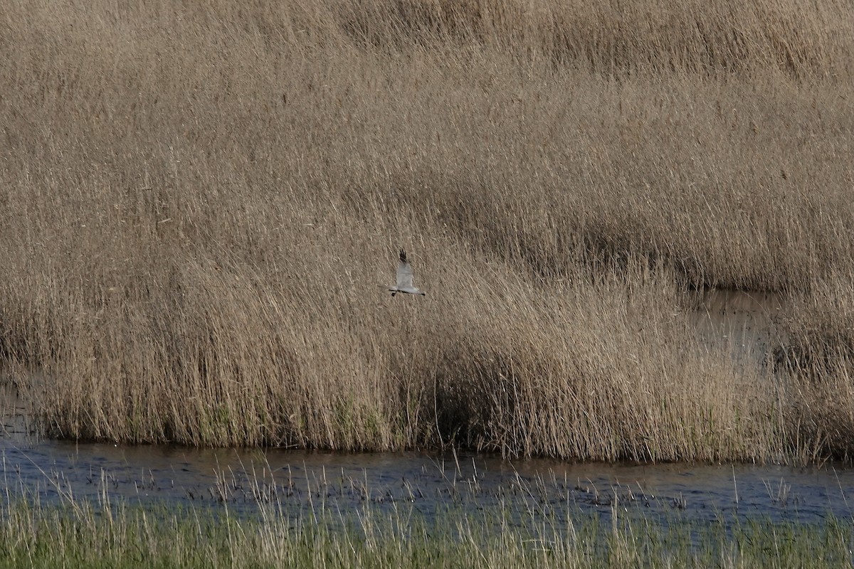 Pallid Harrier - ML620440520