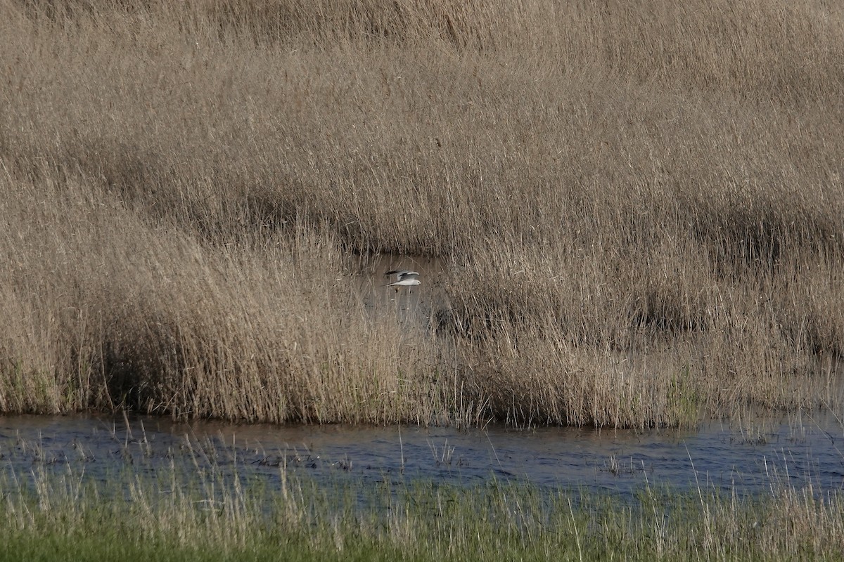 Pallid Harrier - ML620440521