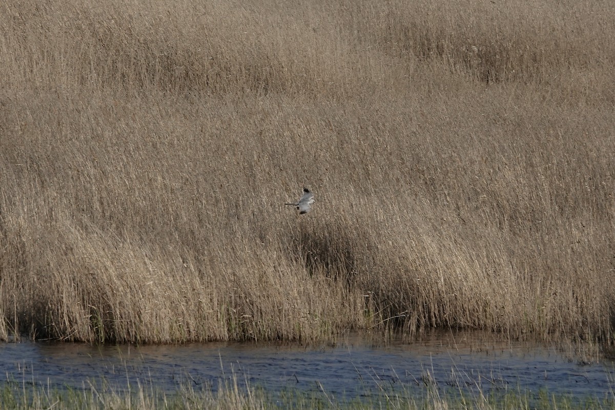 Pallid Harrier - ML620440525