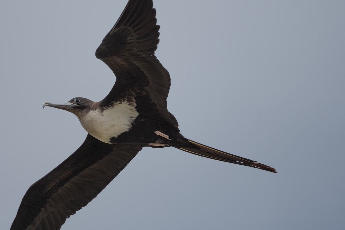 Great Frigatebird - ML620440528