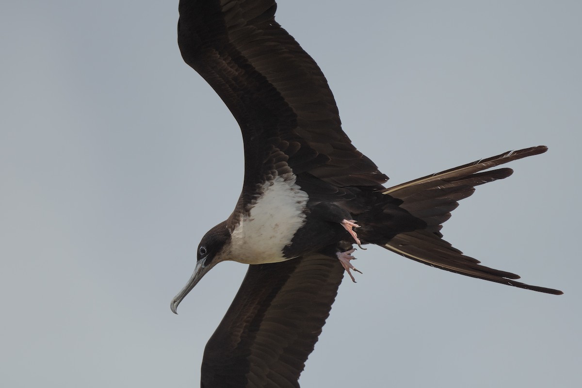 Great Frigatebird - ML620440529