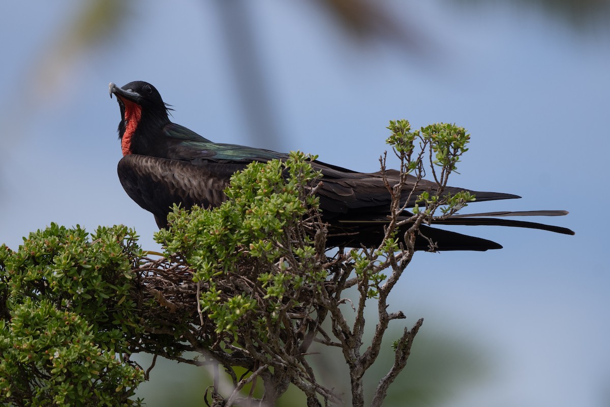 Bindenfregattvogel - ML620440530