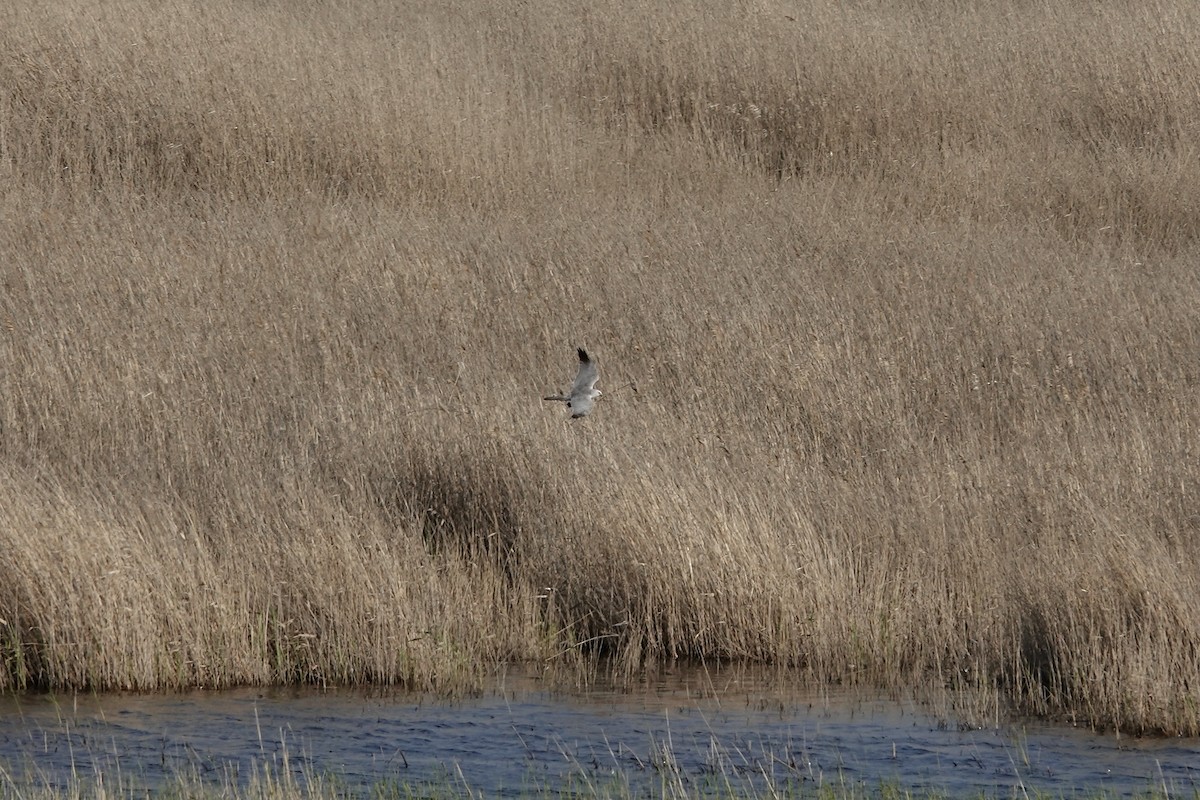 Pallid Harrier - ML620440532