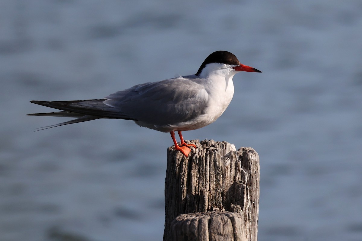 Common Tern - ML620440534