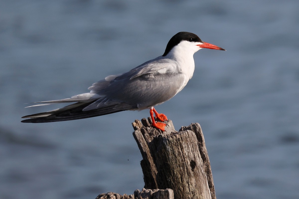 Common Tern - ML620440539