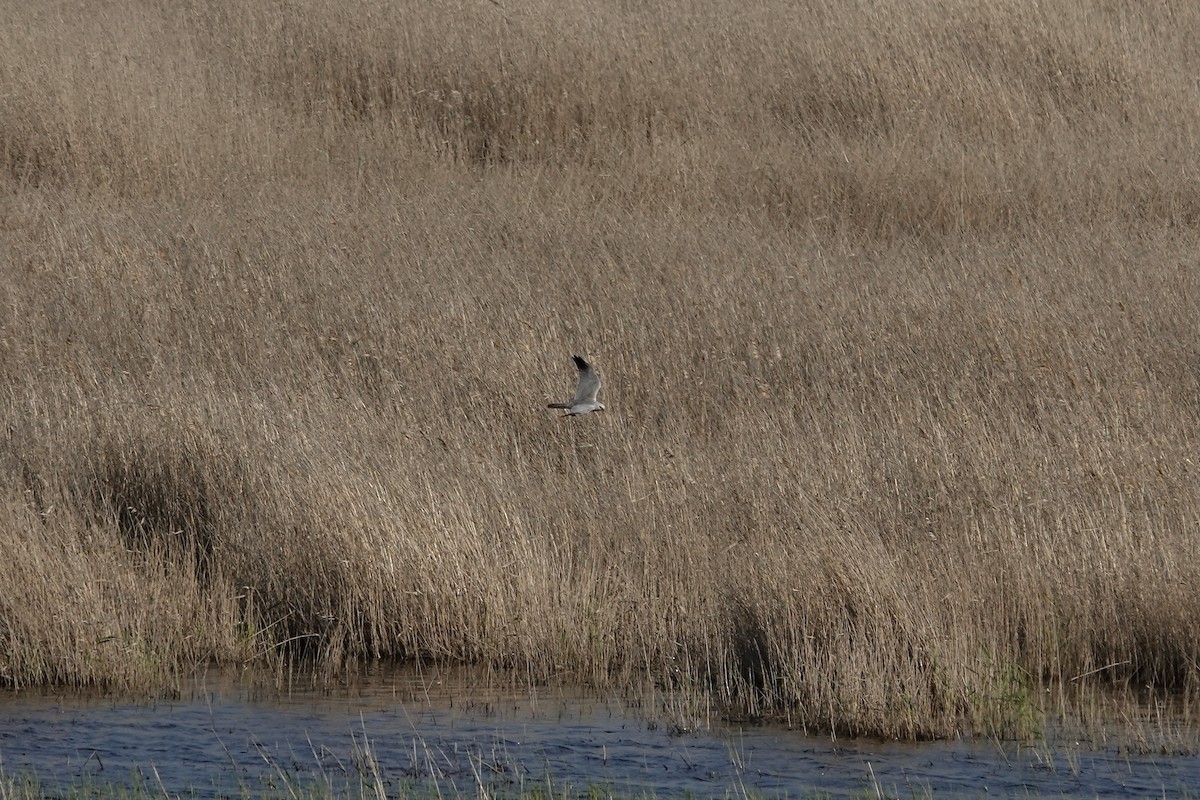 Pallid Harrier - Simon Pearce