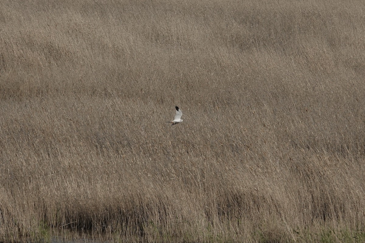 Pallid Harrier - ML620440544