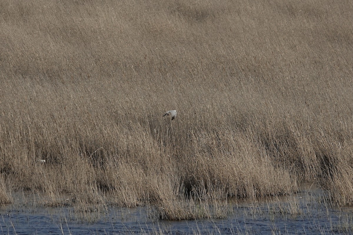 Pallid Harrier - ML620440547