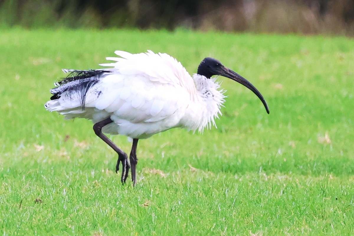 ibis australský - ML620440548