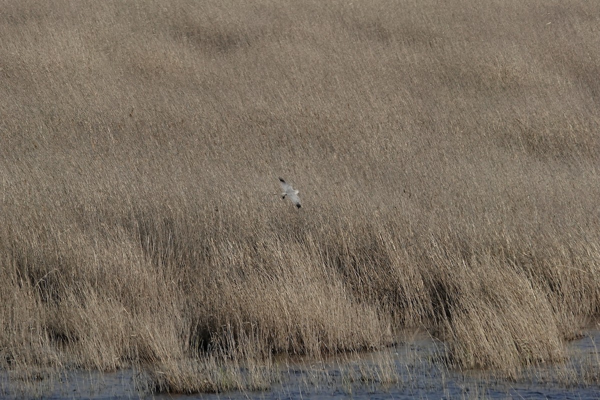 Pallid Harrier - ML620440549