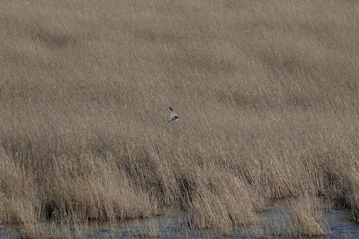 Pallid Harrier - ML620440550