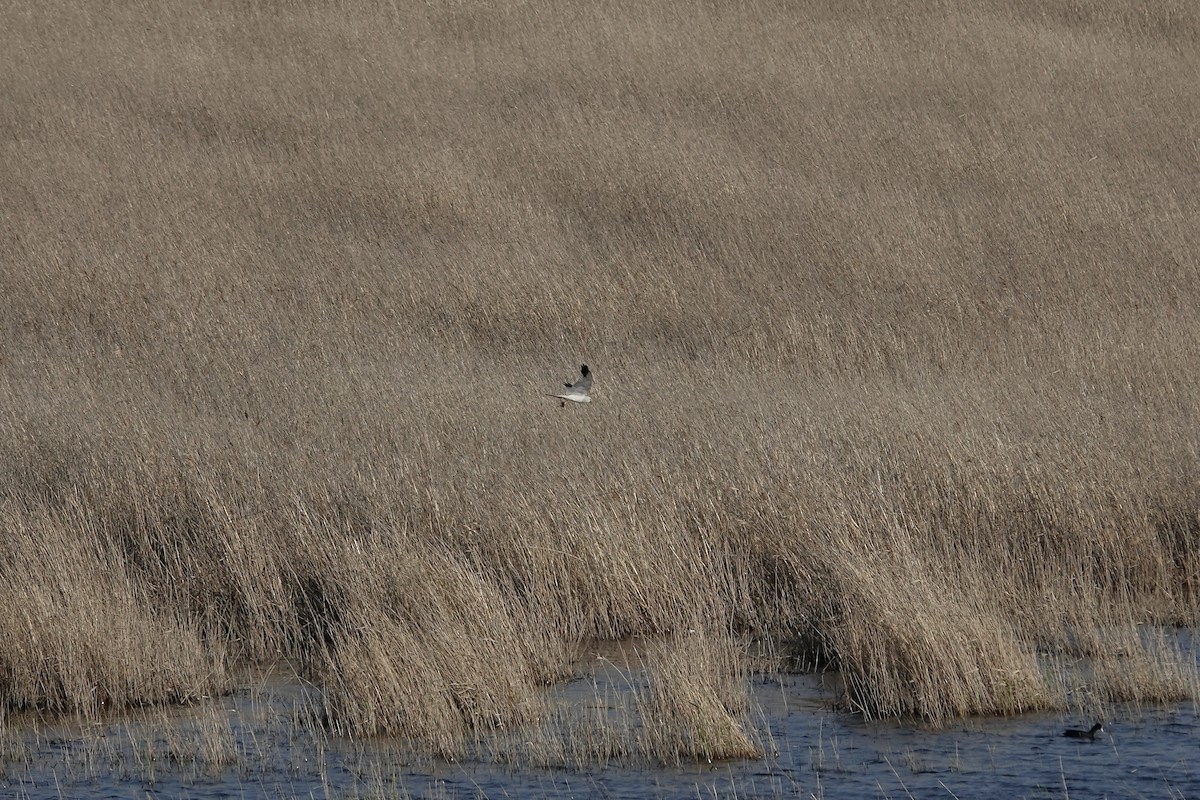 Pallid Harrier - ML620440551