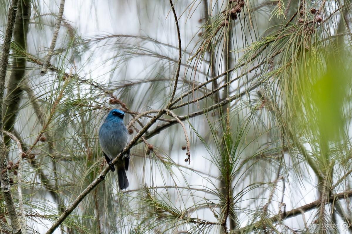 Indigo Flycatcher - ML620440553