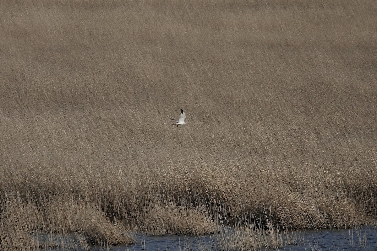 Pallid Harrier - ML620440554