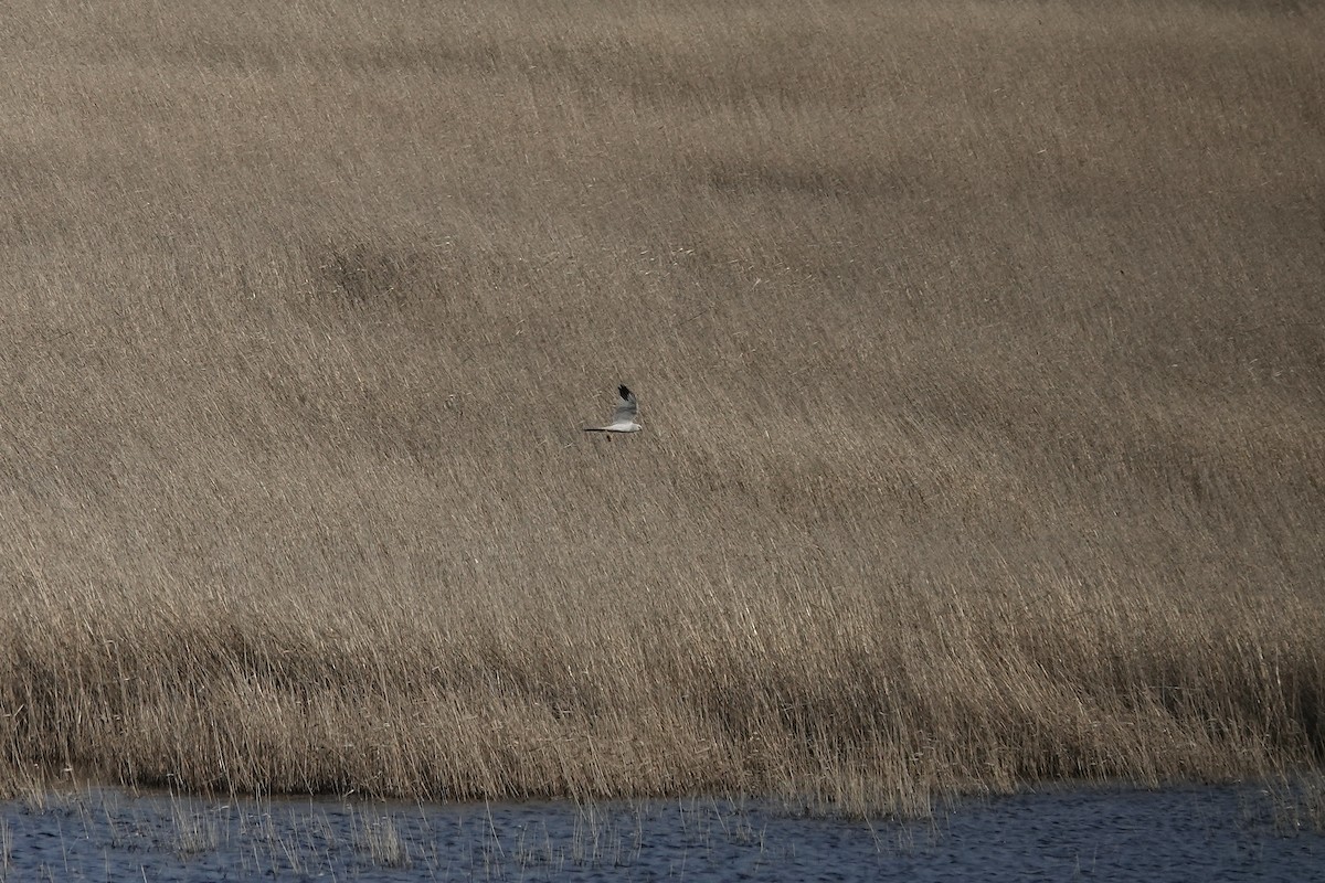 Pallid Harrier - ML620440555