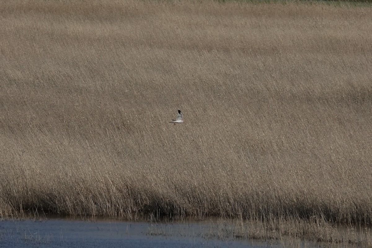 Pallid Harrier - ML620440556